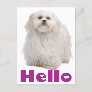 Hello Shih Tzu Puppy Dog Postcard