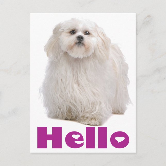 Hello Shih Tzu Puppy Dog Postcard (Front)