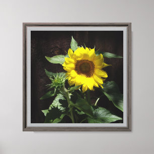 Hello Sunshine Sunflower against Dark Background Canvas Print