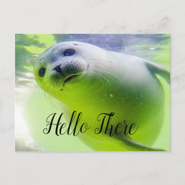 Hello There Cute Seal Postcard (Front)