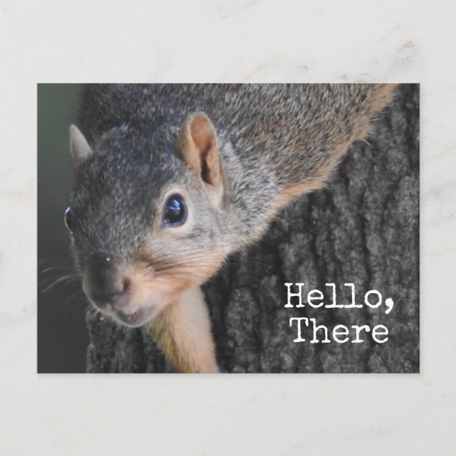 Hello, There, Cute Squirrel Photo Postcard (Front)