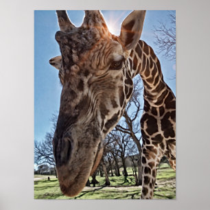 Hello There Giraffe Photographic Art Print