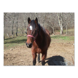 Hello There Horsey Photo Print