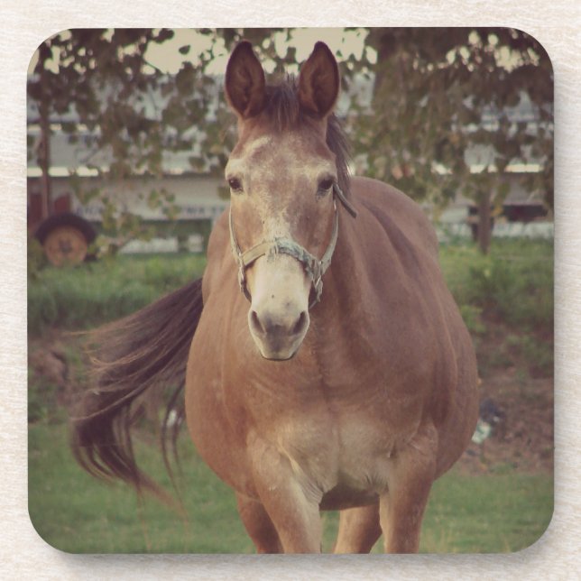 Hello there, I See you Coaster (Front)