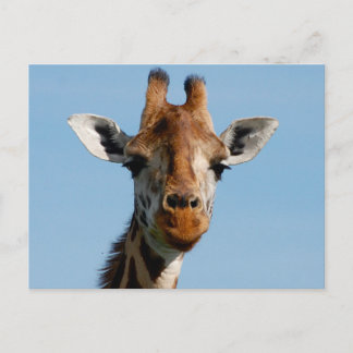 Hello There Postcard