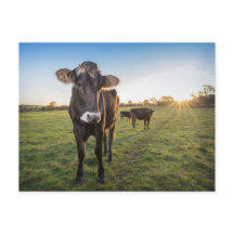 Hello there said the cow