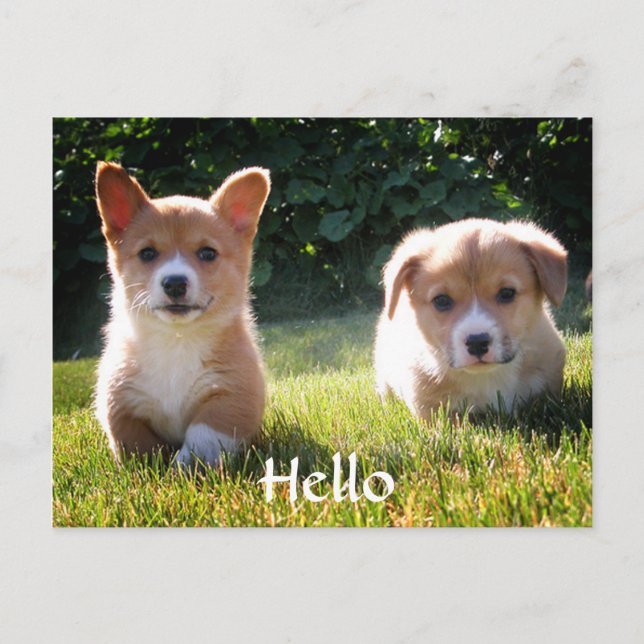 Hello Welsh Pembroke Corgi Puppy Dog Postcard (Front)