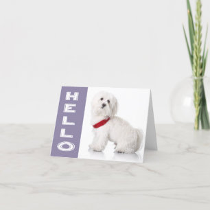 Hello White Maltese Puppy Dog Blank Note Card