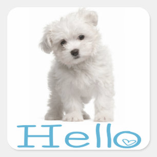 Hello White Maltese Puppy Dog Blue Heart Square Sticker