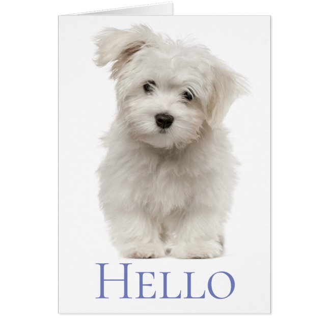 Hello White Maltese Puppy Dog Thinking Of You (Front)