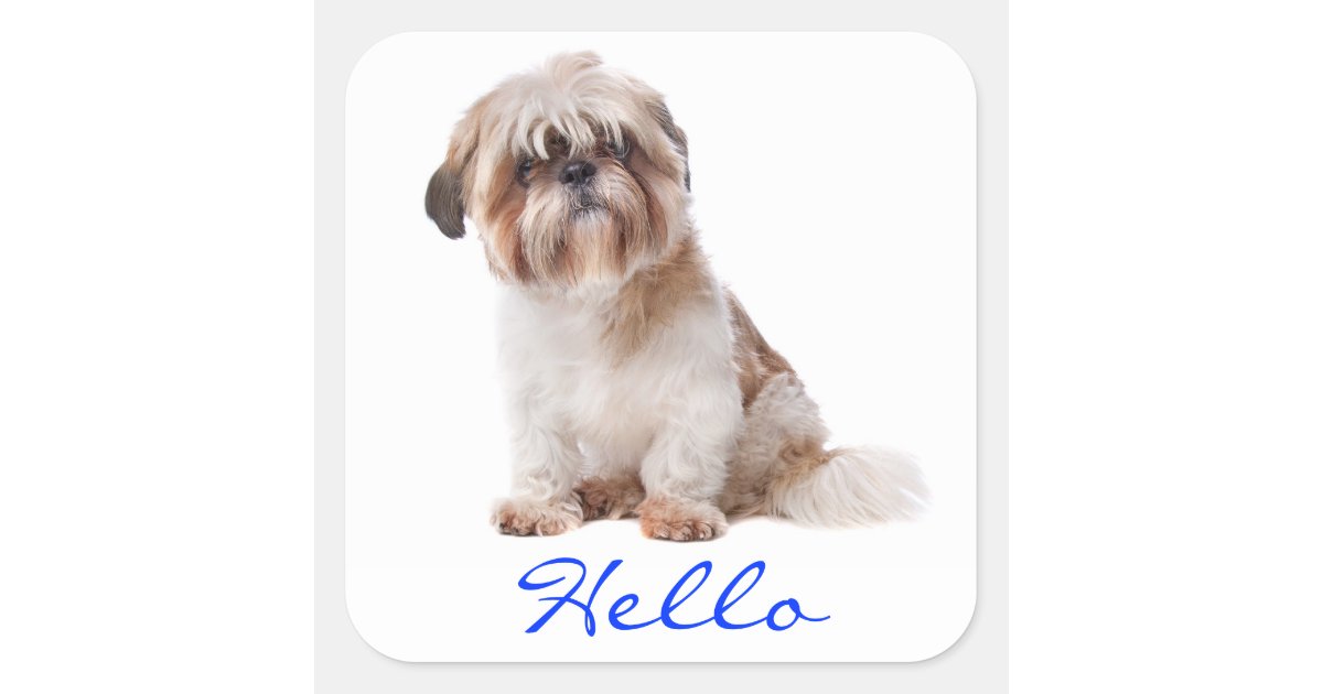 Hello White Shih Tzu Puppy Dog Greeting Stickers Zazzle Co Nz