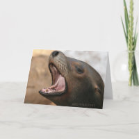 Hello! Wildlife Sea Lion