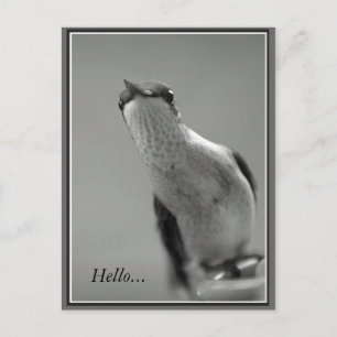 Hello...With Text Postcard