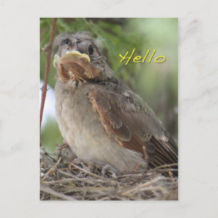 Hello World Postcard