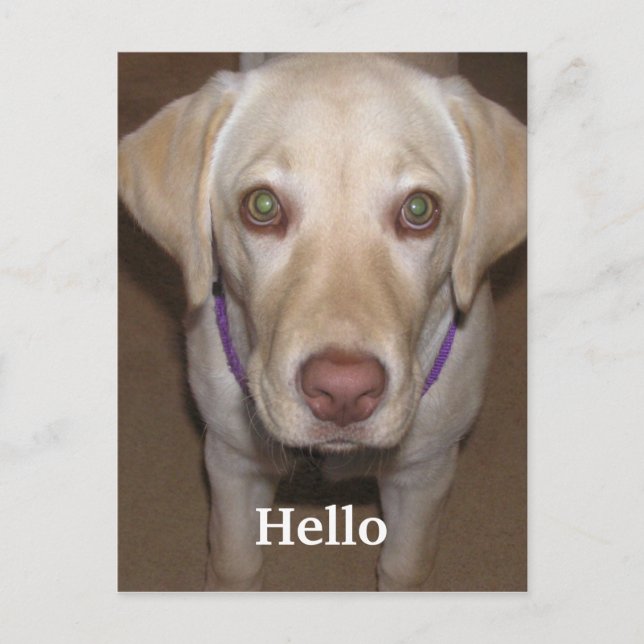 Hello Yellow Labrador Postcard (Front)