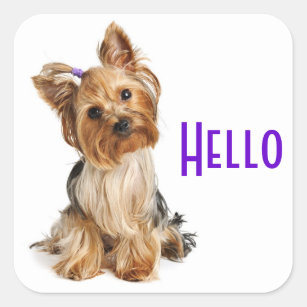 Hello  Yorkshire Terrier Yorkie Puppy Dog Stickers