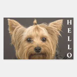 Hello Yorkshire Terrier Yorkie Puppy Dog Stickers
