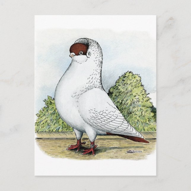 Helmet:  Red Pigeon Postcard (Front)