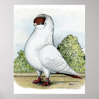 Helmet: Red Pigeon Poster