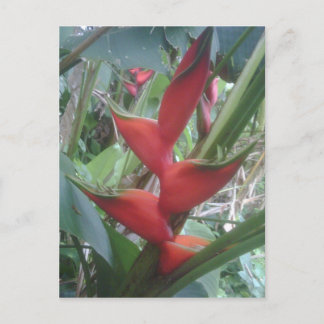 Heloconia Postcard