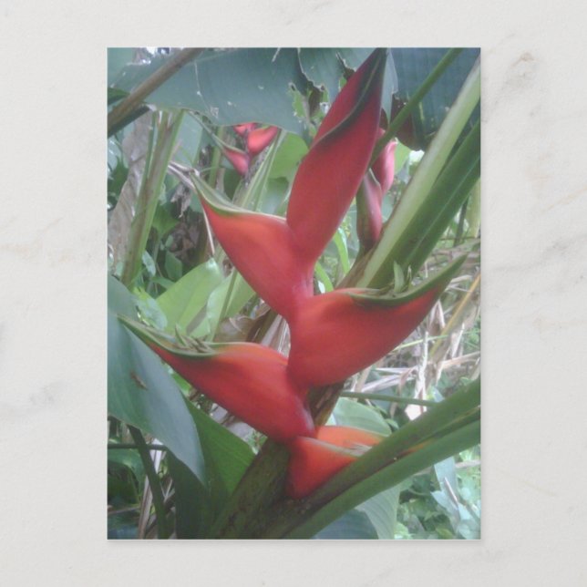 Heloconia Postcard (Front)