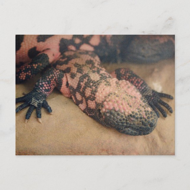 Heloderma suspectum postcard (Front)
