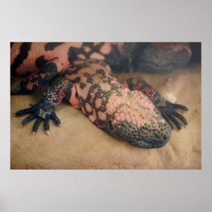 Heloderma suspectum poster