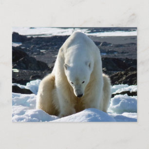 Help, my World is melting! Postcard