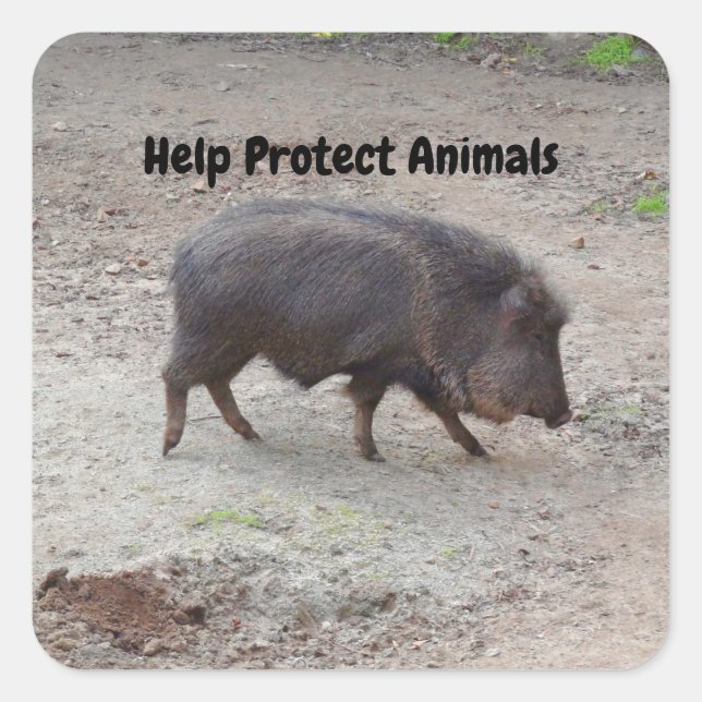 Help Protect Animals Chacoan Peccary #2 Stickers (Front)