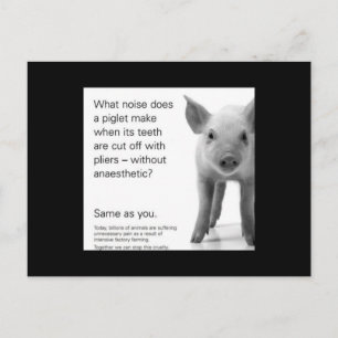 Help the Piglets! Postcard