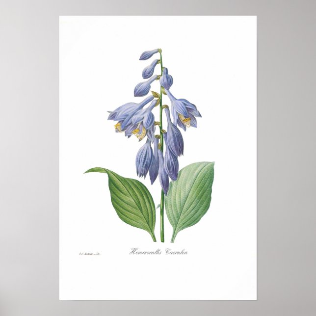 Hemerocallis caerulea (Hosta) Poster (Front)