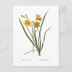 Hemerocallis flava postcard