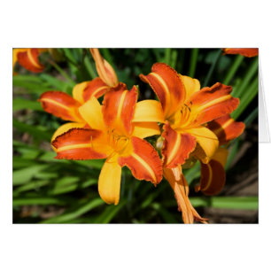 Hemerocallis fulva