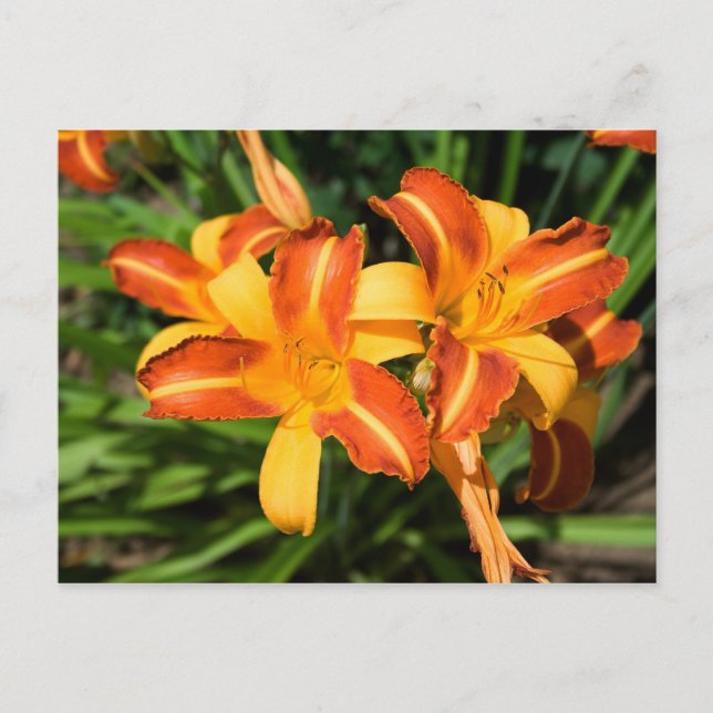 Hemerocallis fulva postcard (Front)