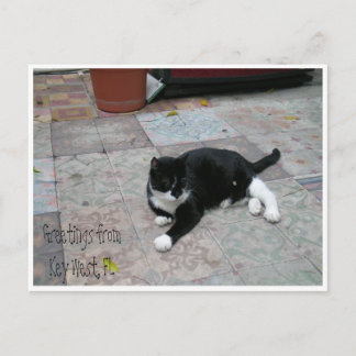 Hemingway House Kitty Postcard