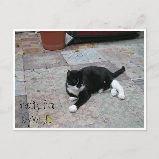 Hemingway House Kitty Postcard (Front)
