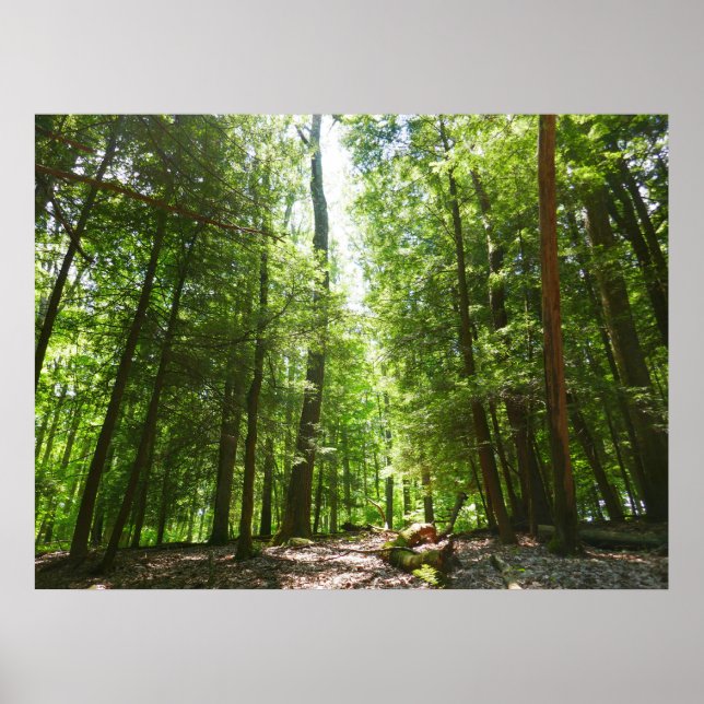 Hemlock Trail at Laurel Hill State Park I Poster (Front)