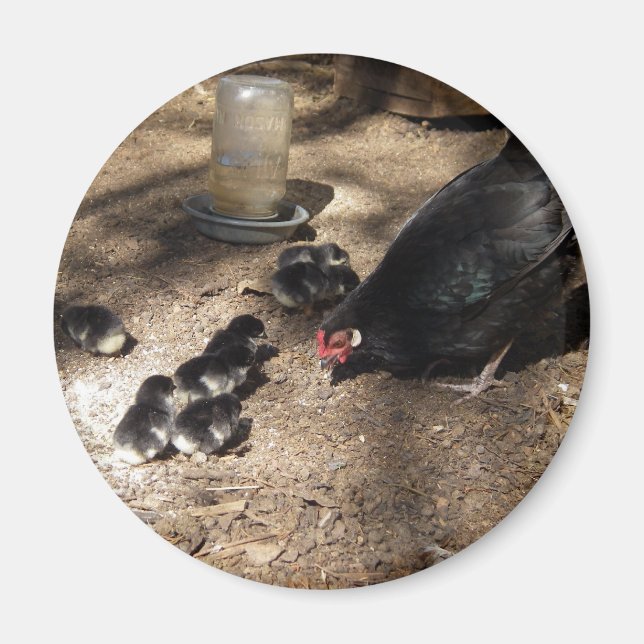 Hen And Baby Chicks Magnet (Front)