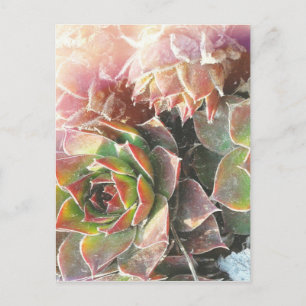 Hen and Chick Plants, Succulents, Plant Photograph Postcard