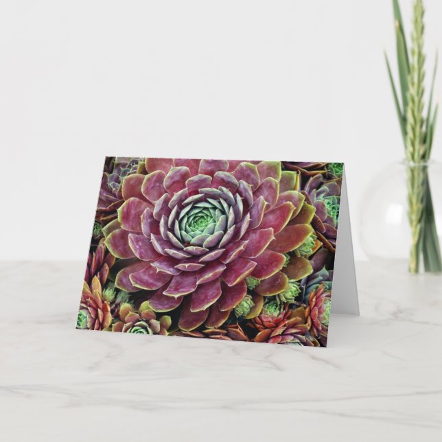 Hen And Chicks Card (Front)