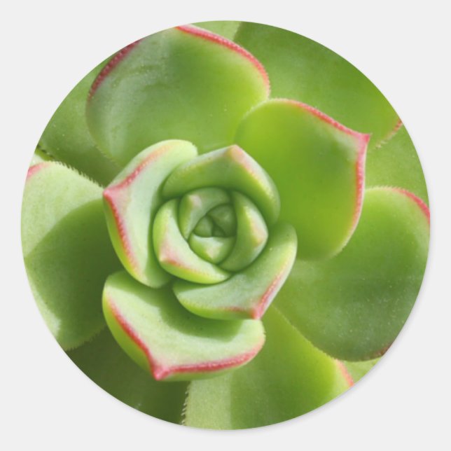 "Hen and Chicks" Green Succulent Stickers (Front)
