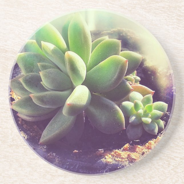 Hen and Chicks Plant Coaster (Front)