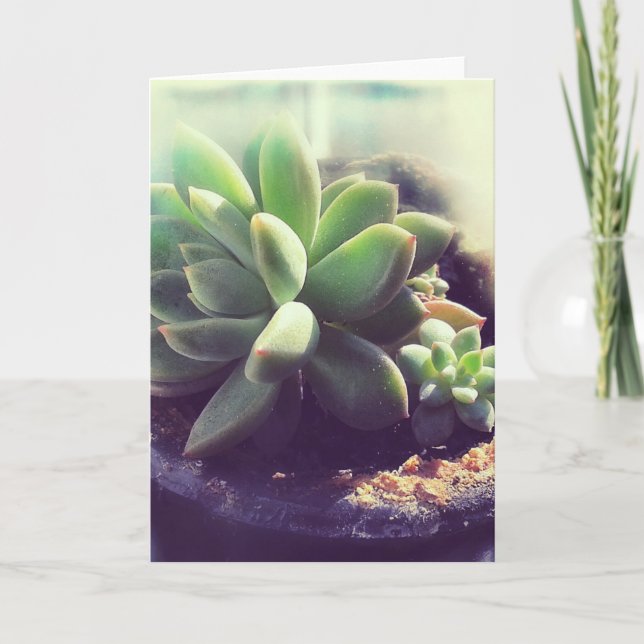 Hen and Chicks Plants Card (Front)