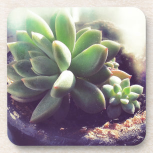 Hen and Chicks Plants Coaster