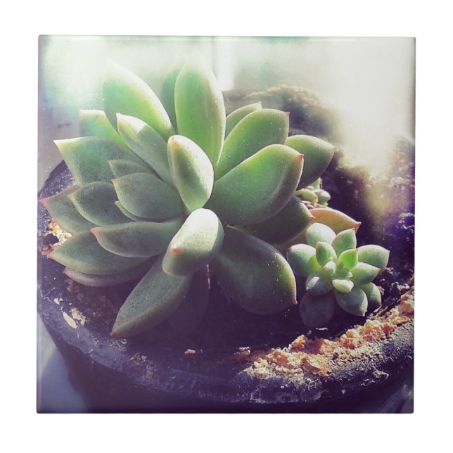 Hen and Chicks Plants Tile (Front)