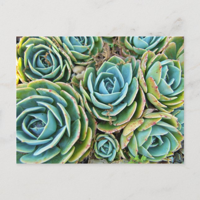 Hen and Chicks Postcard (Front)