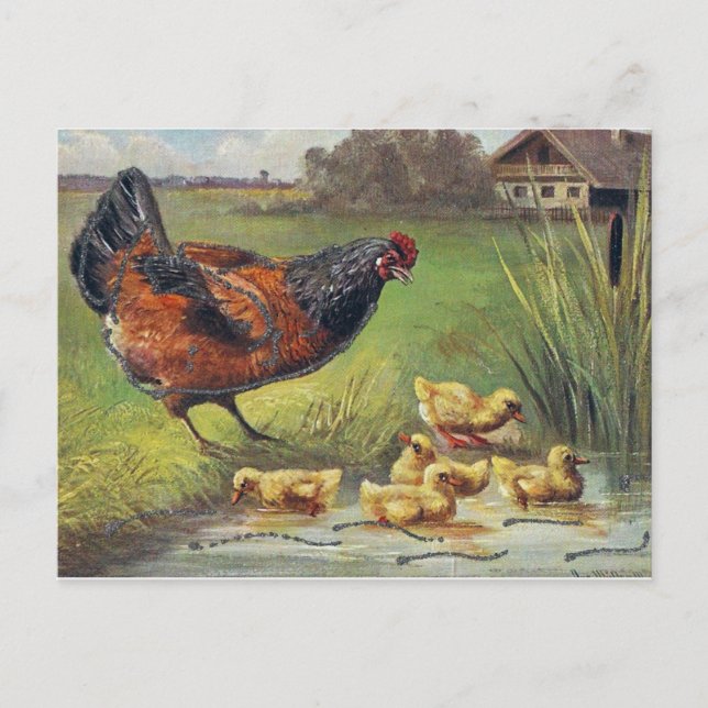 hen and chicks postcard (Front)