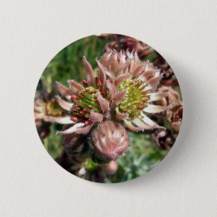 Hen and chicks (Sempervivum) flowers 6 Cm Round Badge