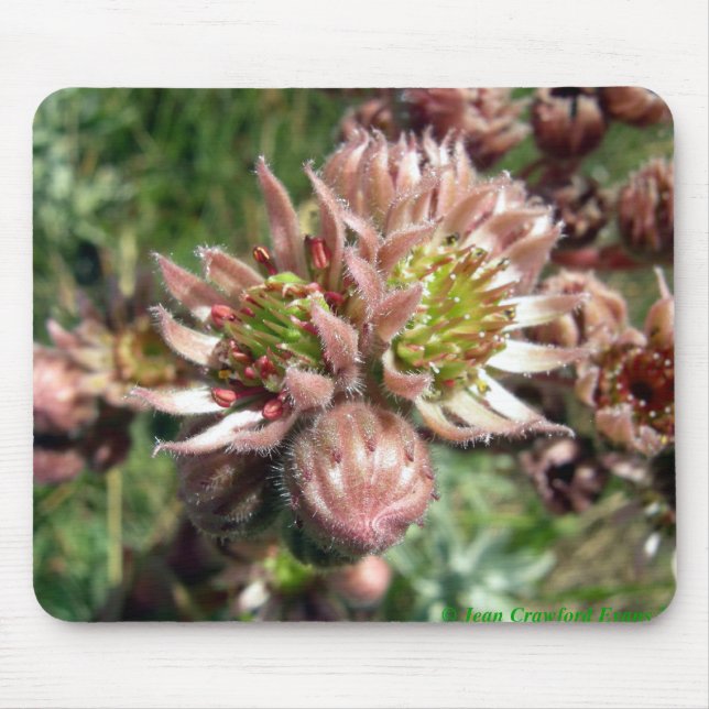 Hen and chicks (Sempervivum) flowers Mouse Pad (Front)