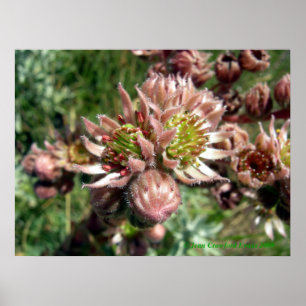 Hen and chicks (Sempervivum) flowers Poster